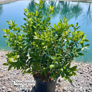 September 2025 3g Needlepoint Holly Single Website